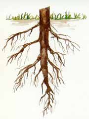 Träd har olika rotsystem